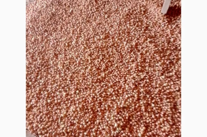 Продается лук-севок- фото № 7