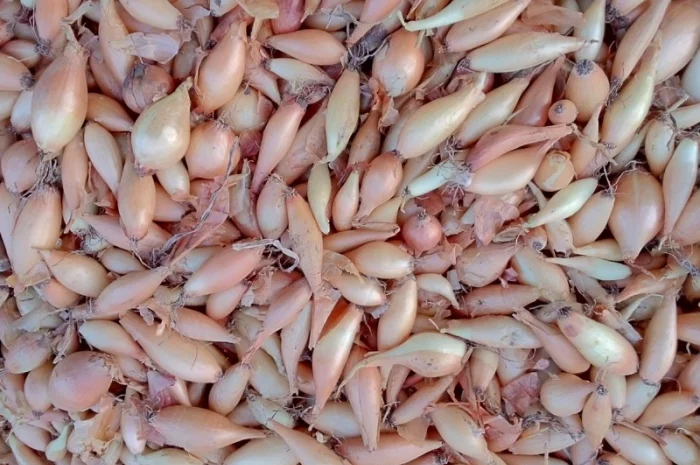 Продается лук-севок- фото № 6