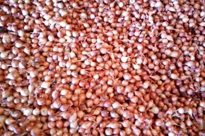 Продается лук-севок- фото № 5