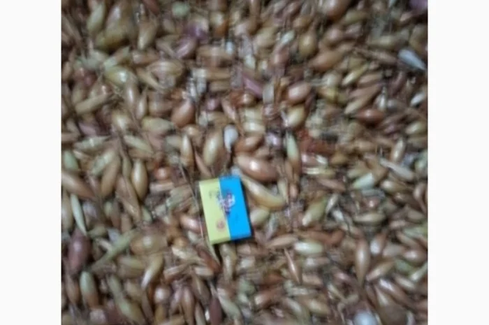 Продается лук-севок- фото № 4