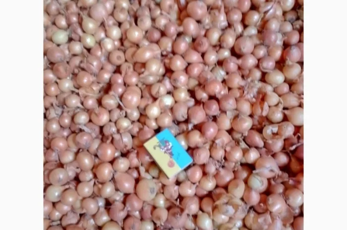 Продается лук-севок- фото № 19