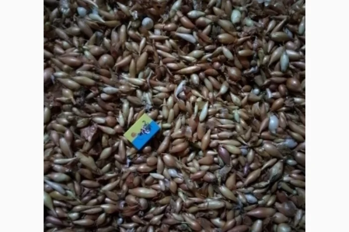 Продается лук-севок- фото № 3