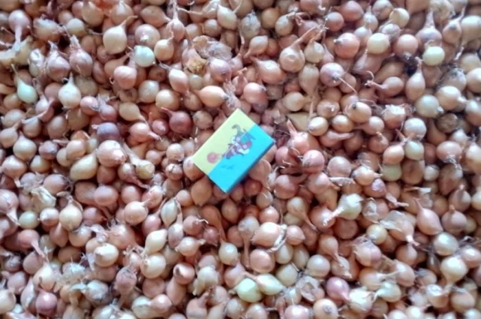 Продается лук-севок- фото № 18