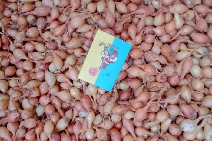 Продается лук-севок- фото № 17