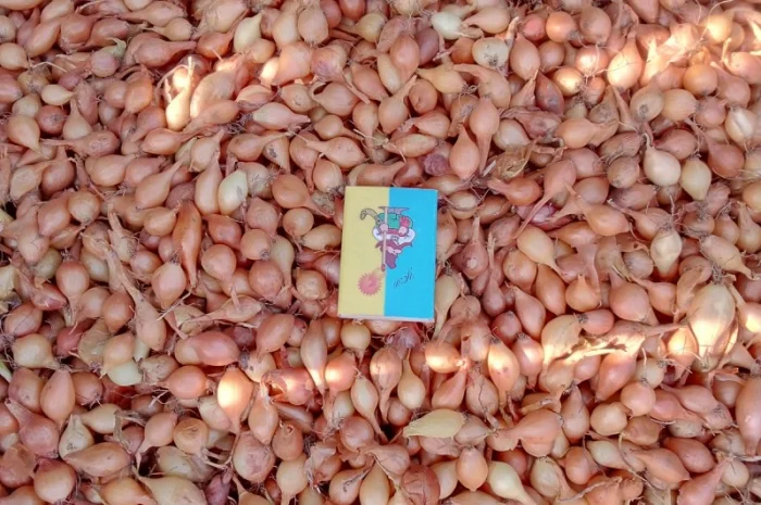 Продается лук-севок- фото № 16