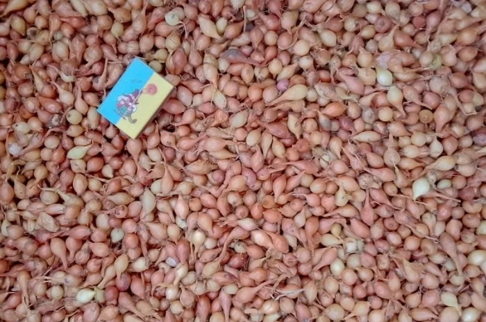 Продается лук-севок- фото № 15