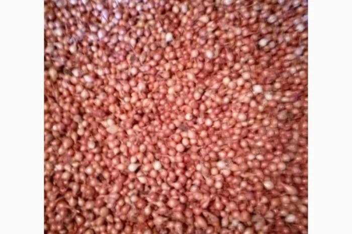 Продается лук-севок- фото № 13