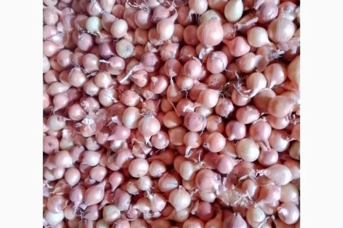 Продается лук-севок- фото № 12