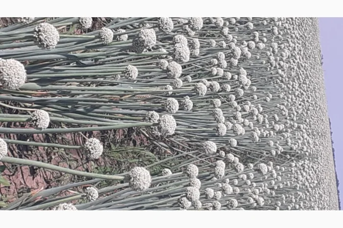 Семена лука медуза урожай 2024годо- фото № 1