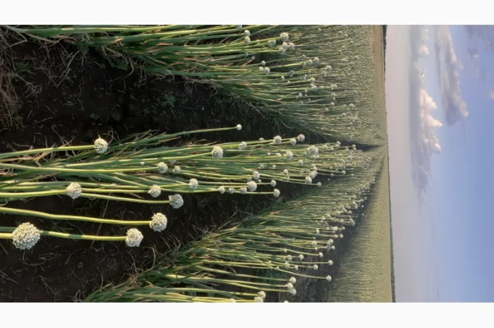 Семена лука медуза урожай 2024годо- фото № 2