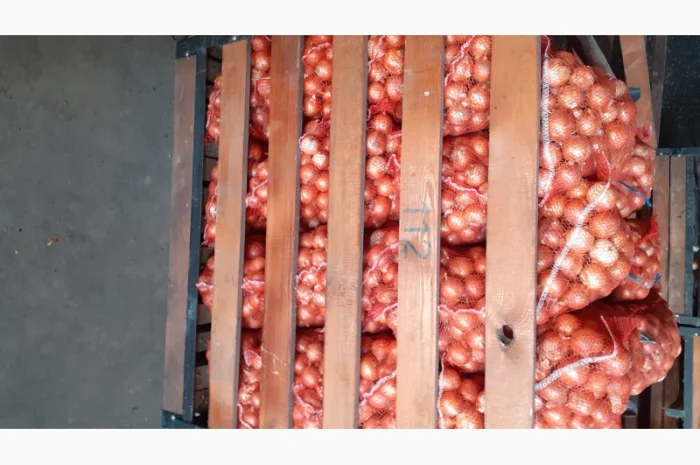 Семена лука медуза урожай 2024годо- фото № 3