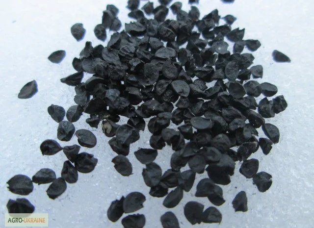 Семена лука халцедон- фото № 1