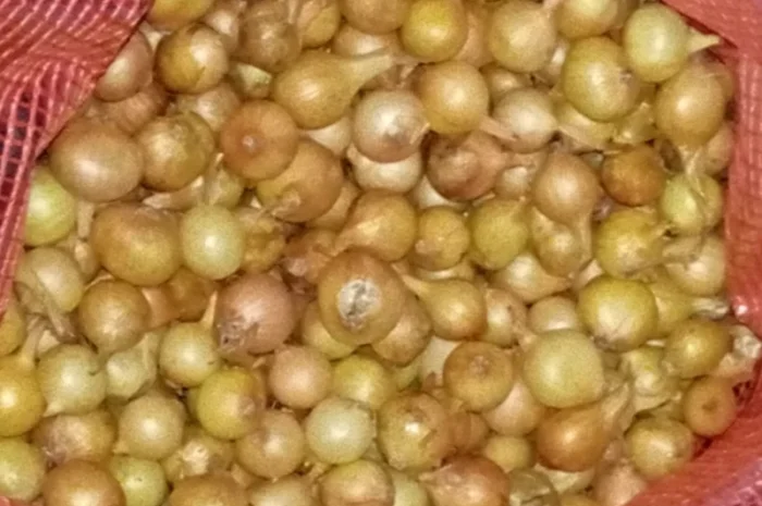 Продам цибулю сіянку, найкращих голандських сортів- фото № 1