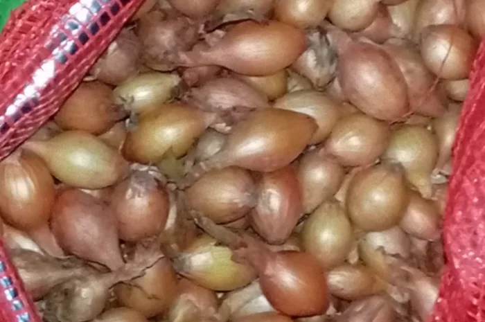 Продам цибулю сіянку, найкращих голандських сортів- фото № 2