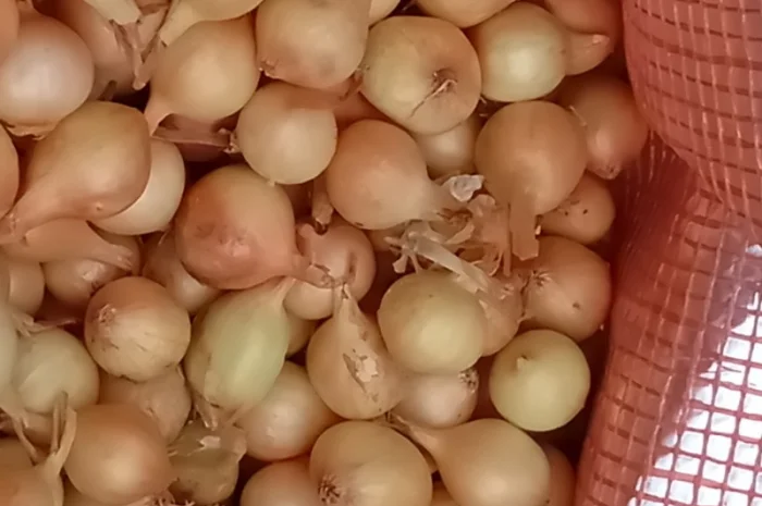 Продам цибулю сіянку, найкращих голандських сортів- фото № 4