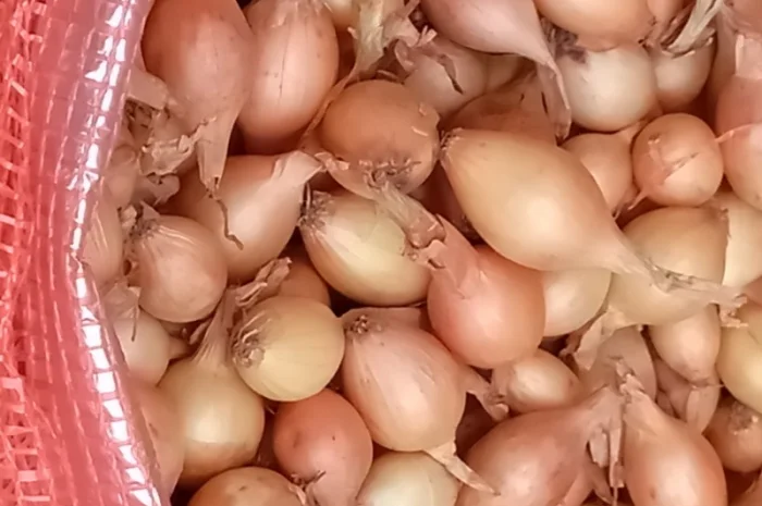 Продам цибулю сіянку, найкращих голандських сортів- фото № 5