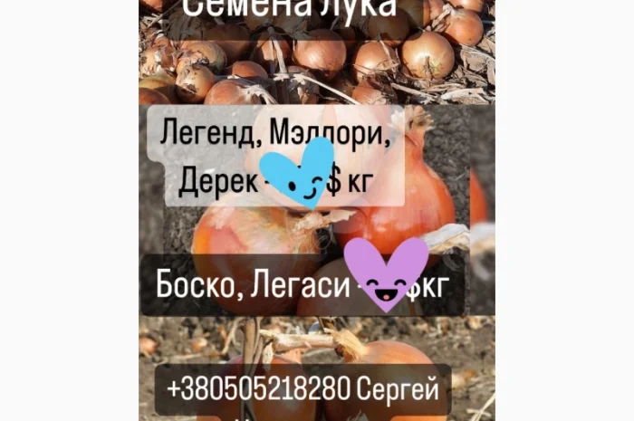 Семена лука Мелори, Легаси, Боско, Дерек Легенд- фото № 2