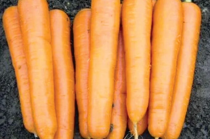 Семена моркови Аттилио F1, Абако F1, Канада F1, Лагуна F1, Каскад F1 и др. Выгодная цена- фото № 1