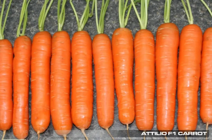 Семена моркови Аттилио F1, Vilmorin (Франция), Кол-во 100 000 семян, недорого, распродажа- фото № 2