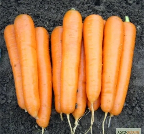 Оригинальные фирменные семена моркови Аттило F1 премиум-класса, Франция Никерсон - Цваан- фото № 1