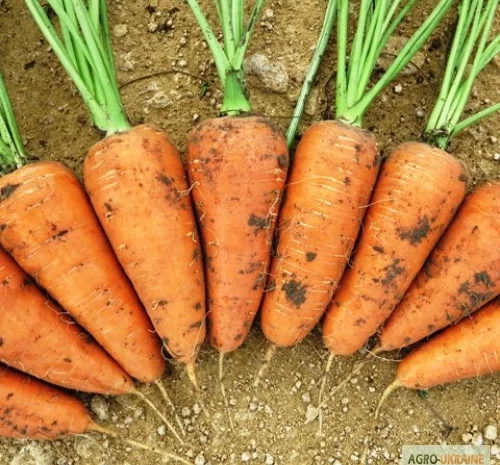 Продам семена морковки, Одесская обл, Большой Дальник- фото № 1