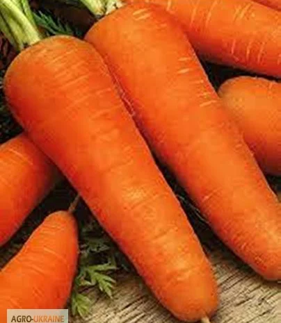 Продам семена Морковь Шантане- фото № 1