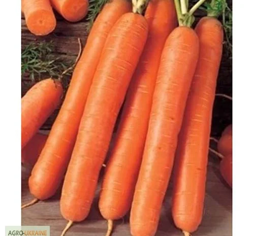 Продам семена моркови Флакке- фото № 1