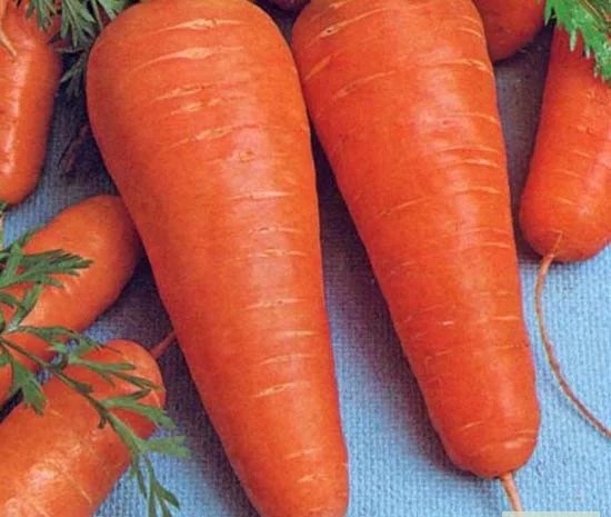 Продается семена моркови Курода Шантане- фото № 1