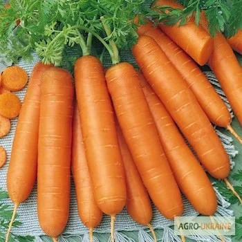 Продам семена моркови Берликум- фото № 1