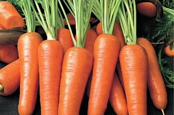 Морковь Артек- фото № 1