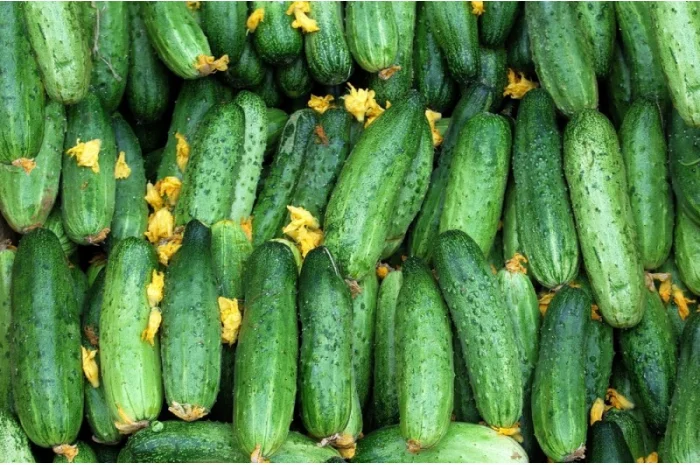 Семена огурцов из частной коллекции- фото № 1