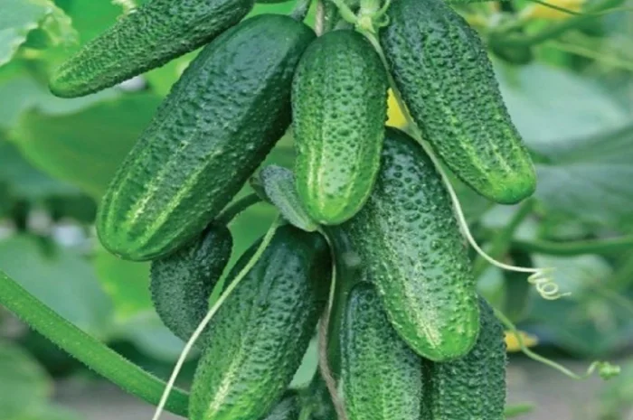 Семена огурцов из частной коллекции- фото № 3