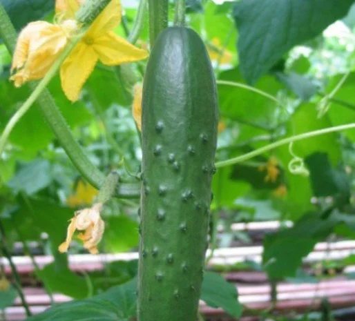 Семена огурцов из частной коллекции- фото № 4