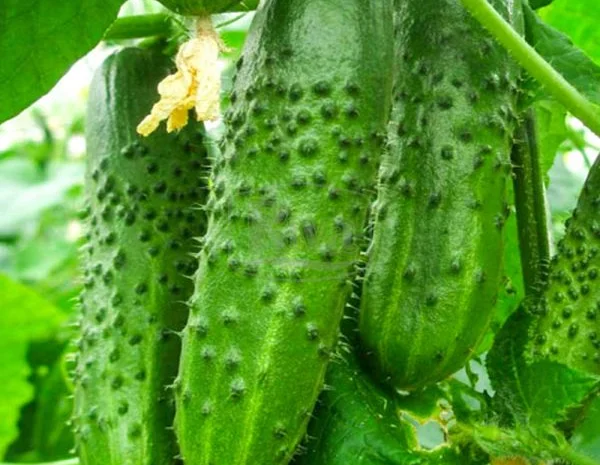 Семена огурцов из частной коллекции- фото № 5