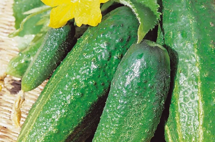 Продам семена Огурец Дальневосточный 27- фото № 1