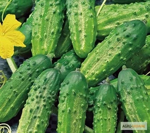 Продам семена Огурец Мечта дачника F1- фото № 1