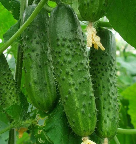 Продам семена Огурец Артист F1 (Bejo Zaden)- фото № 1