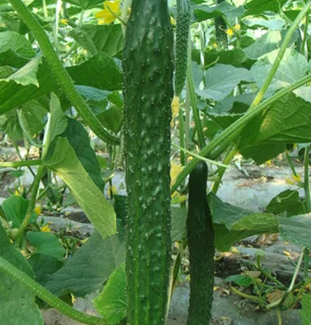 Продам семена Огурец Китайское чудо- фото № 1