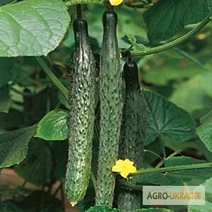 Продается семена огурца Пекинский вкусный F1- фото № 1