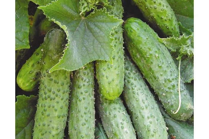 Продам семена Огурец Маша F1- фото № 1