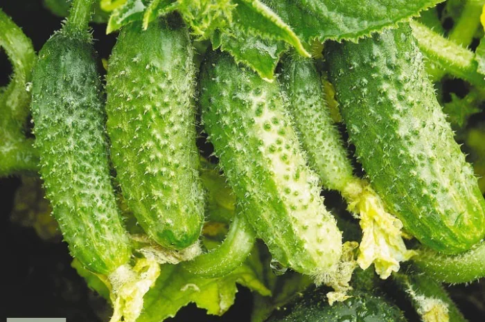 Продам Семена Огурец Гектор F1- фото № 1