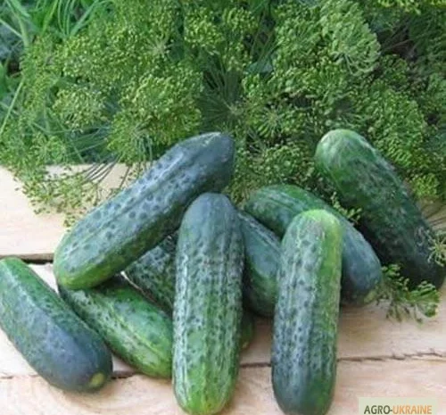 Продам семена Огурец Пучини F1- фото № 1