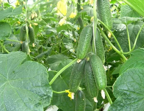 Продам семена Огурец Мирабелл F1- фото № 1