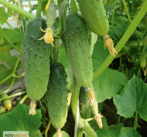 Продам семена Огурец Бочковой- фото № 1