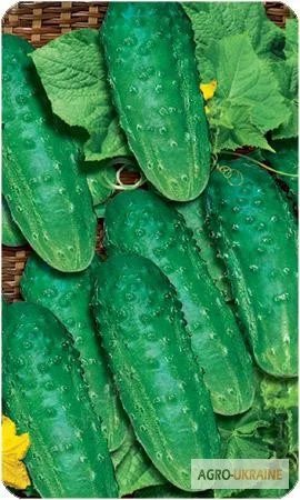 Продам семена Огурец Водограй F1- фото № 1
