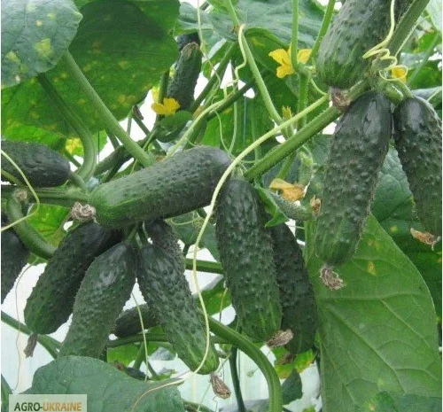 Продам семена Огурец Зятек F1- фото № 1