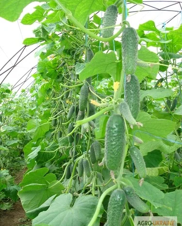 Продам семена Огурец Кибрия (Rijk Zwaan Голландия)- фото № 1