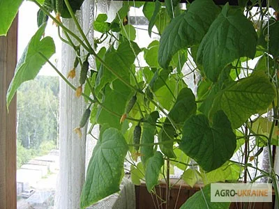 Продается семена огурца Комнатный F1- фото № 1