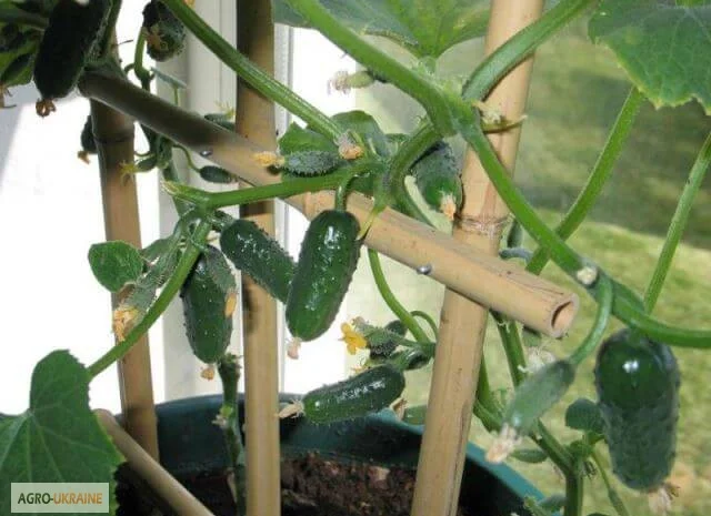 Продам семена Огурец Комнатное чудо- фото № 1