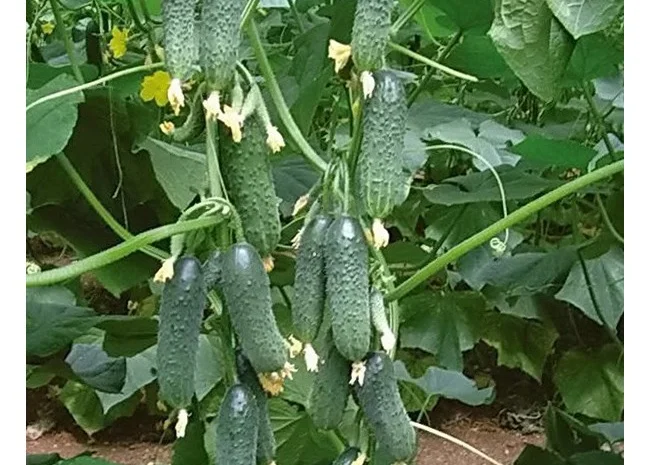 Продам семена Огурец Маринда F1 Seminis- фото № 1